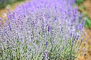 Blue violet levandula flowers, field countryside, close up