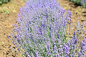 Blue violet levandula flowers, field countryside, close up