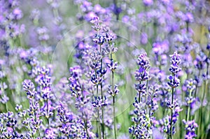 Blue violet levandula flowers, field countryside, close up