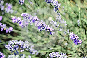 Blue violet levandula flowers, field countryside, close up