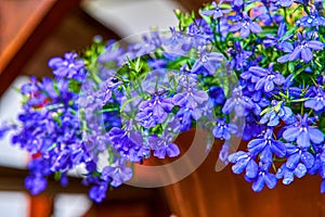 Blue violet Lobelia erinus Sapphire flowers or Edging Lobelia, Garden Lobelia a popular edging plant in gardens for photo