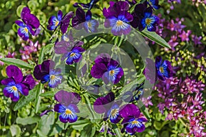 Blue and violet petunias in blossom