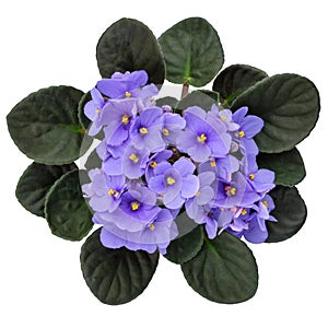 Blue Violet Saintpaulia flower isolated on white. African Saintpaulia houseplant. Top view