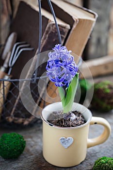 Blue or violet spring hyacinth in the cup over old books with garden instruments. Easter postcard concept.