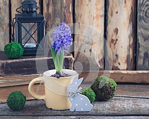 Blue or violet spring hyacinth in the cup over the wooden background and old books. Easter postcard concept.