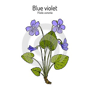Blue violet Viola sororia , medicinal plant