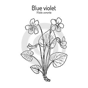 Blue violet Viola sororia , medicinal plant photo