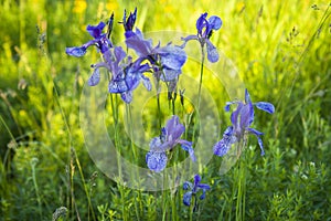 Blue-violet wild irises on a green meadow. Water spring flowers.