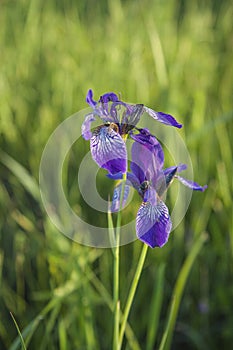 Blue-violet wild irises on a green meadow. Water spring flowers.