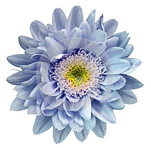 Blue-violet-yellow chrysanthemum flower isolated on white background with clipping path. Closeup no shadows. For design.