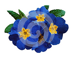 Blue violets flowers, white isolated background with clipping path. Closeup. no shadows. For design.