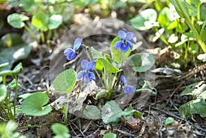 Blue Violets green leaves sun