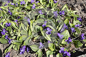 Blue violets - spring forest flowers.