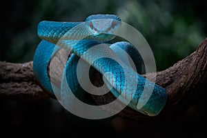 A Blue viper with red eyes observing surrounding area to seek the prey photo
