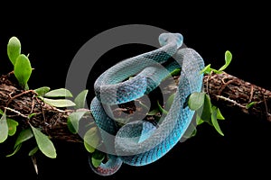 Blue viper snake closeup on branch