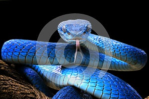 Blue viper snake closeup face, head of viper snake photo