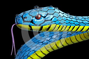 Blue Viper Trimeresurus Insularis Snake with Dew Water Drops extreme closeup. 3d Rendering