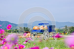 Blue wagon full of pumpkins