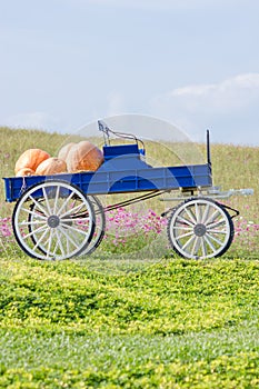 Blue wagon full of pumpkins