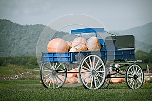 Blue wagon full of pumpkins