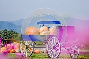Blue wagon full of pumpkins