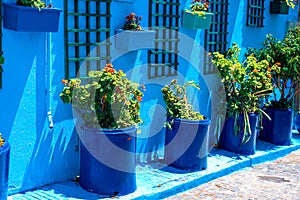 On the blue wall hang pots with different plants, Kasbah des Oudaias, Rabat, Morocco