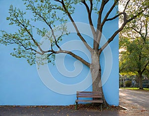 Blue Wall Tree Park Bench Outdoors