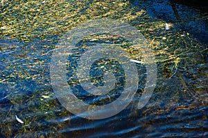 Blue water covered with green algae