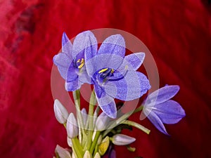 Blue water hyacinth flower blossom