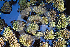 Blue Water Lattuce float in water