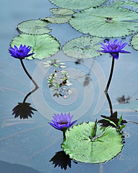 Blue water lilies