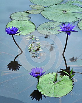Blue water lilies photo