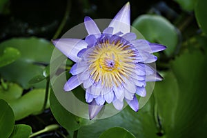 Blue water lilly against a green background of leaves