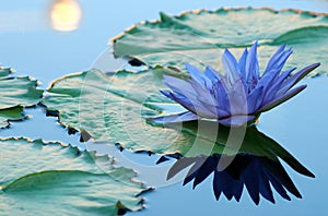 Blue water lily