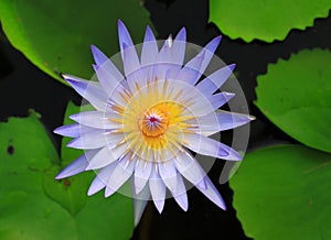 Blue water lily