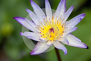 Blue Water lily