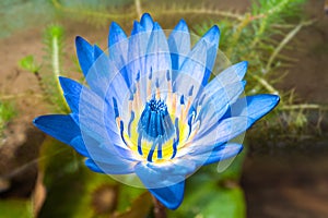 Blue water lily