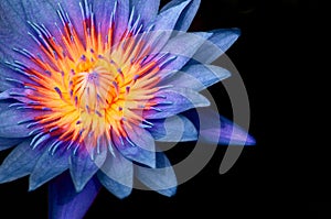 Blue Water Lily,  Blue Lotus macro shot pistil and stamen detail isolated on black