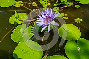 Blue water lily flower and green foliage growing on pond