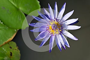 Blue water lily flower near green leaves in a freshwater basin.