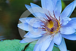 Blue water lily at longwood gardens