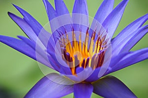 Blue water lily macro