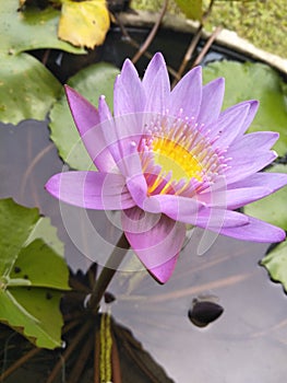 Blue Water lily or Nilmanel flower photo