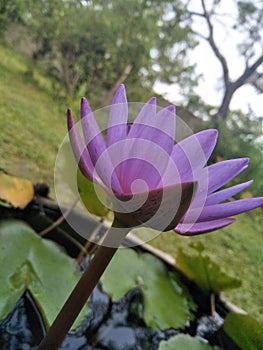 Blue Water lily or Nilmanel flower photo