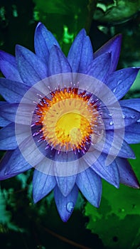 Blue water lily, Nymphaea stellata, Blue lotus