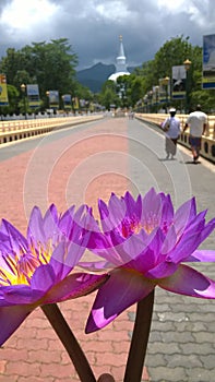 Blue water lily place of worship - Srilanka.