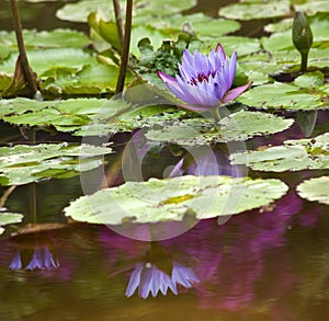 Blue Water Lily with Purple Blue Reflection