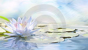 Blue water lily on water with green leaves, banner, space for your own content. Flowering flowers, a symbol of spring, new life