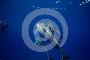 Blue water of ocean with pod of dolphins traveling underwater