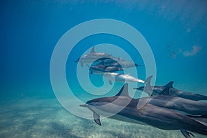 Blue water of ocean with pod of dolphins traveling underwater